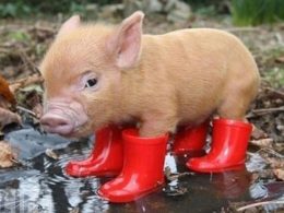 Funny find: Fashionable dieren op dierendag