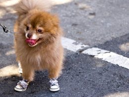 Hondenschoenen voor je viervoeter!